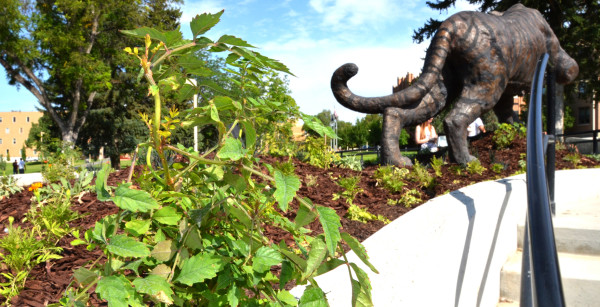 Landscaping surrounding the bronze Bengal statue was completed in late July.