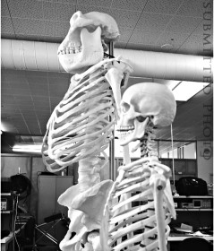 3D printer skeleton_2
