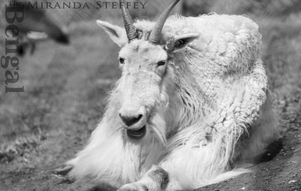 zoo-goat