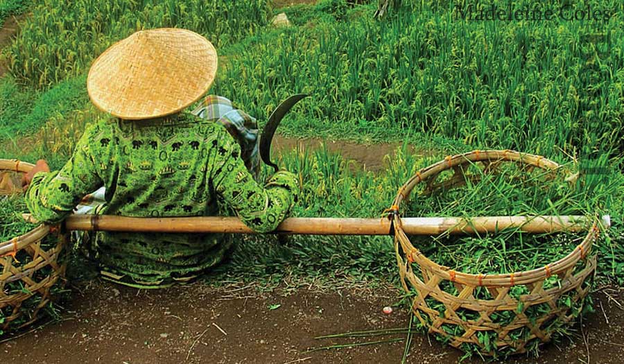 Bali rice farm