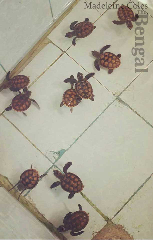 Bali turtles