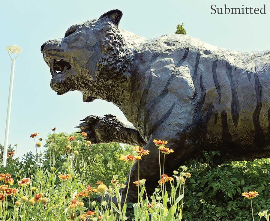 ISU tiger statue