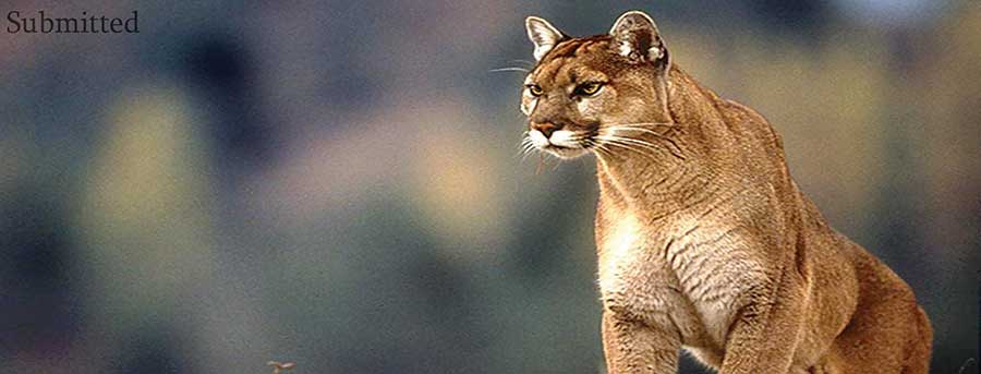 Mountain lion