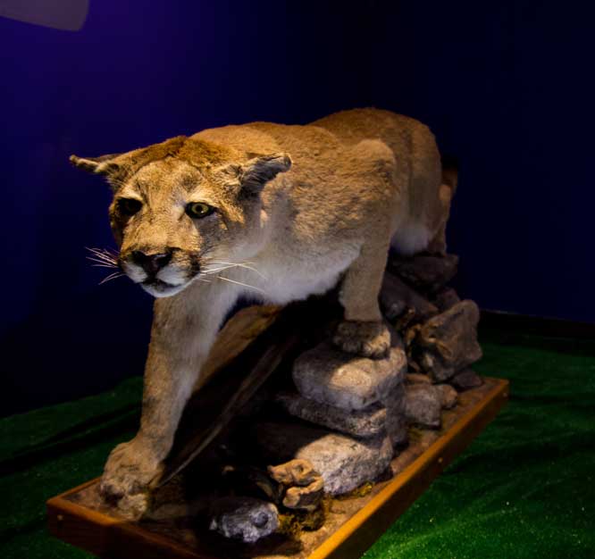 Museum display of mountain lion taxidermy