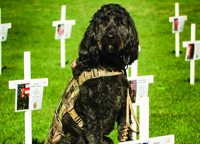 Hero, a black labradoodle, sits on grass in front of memorial crosses for veterans.