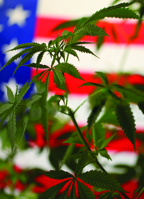 Marajuana plant in the foreground of the photo with American flag in the background