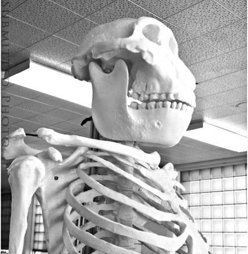 SIXTEEN-HUNDRED HOURS OF SASQUATCH SKELETON