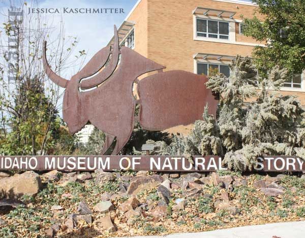 IDAHO MUSEUM OF NATURAL HISTORY CELEBRATES “THE INCREDIBLE HORSE”