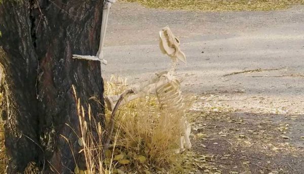 Skeleton dog looks up tree.