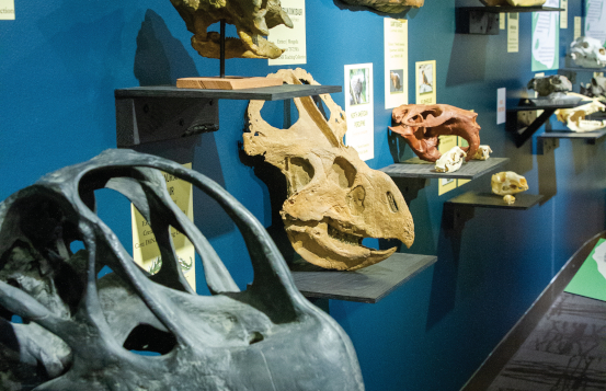 Skulls: An Exhibit of Mystery