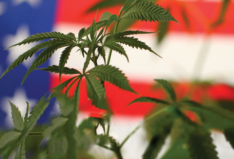 Marajuana plant in the foreground of the photo with American flag in the background
