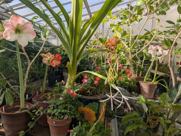 A BREATH OF FRESH AIR: ISU’S CAMPUS GREENHOUSE AND GARDENS